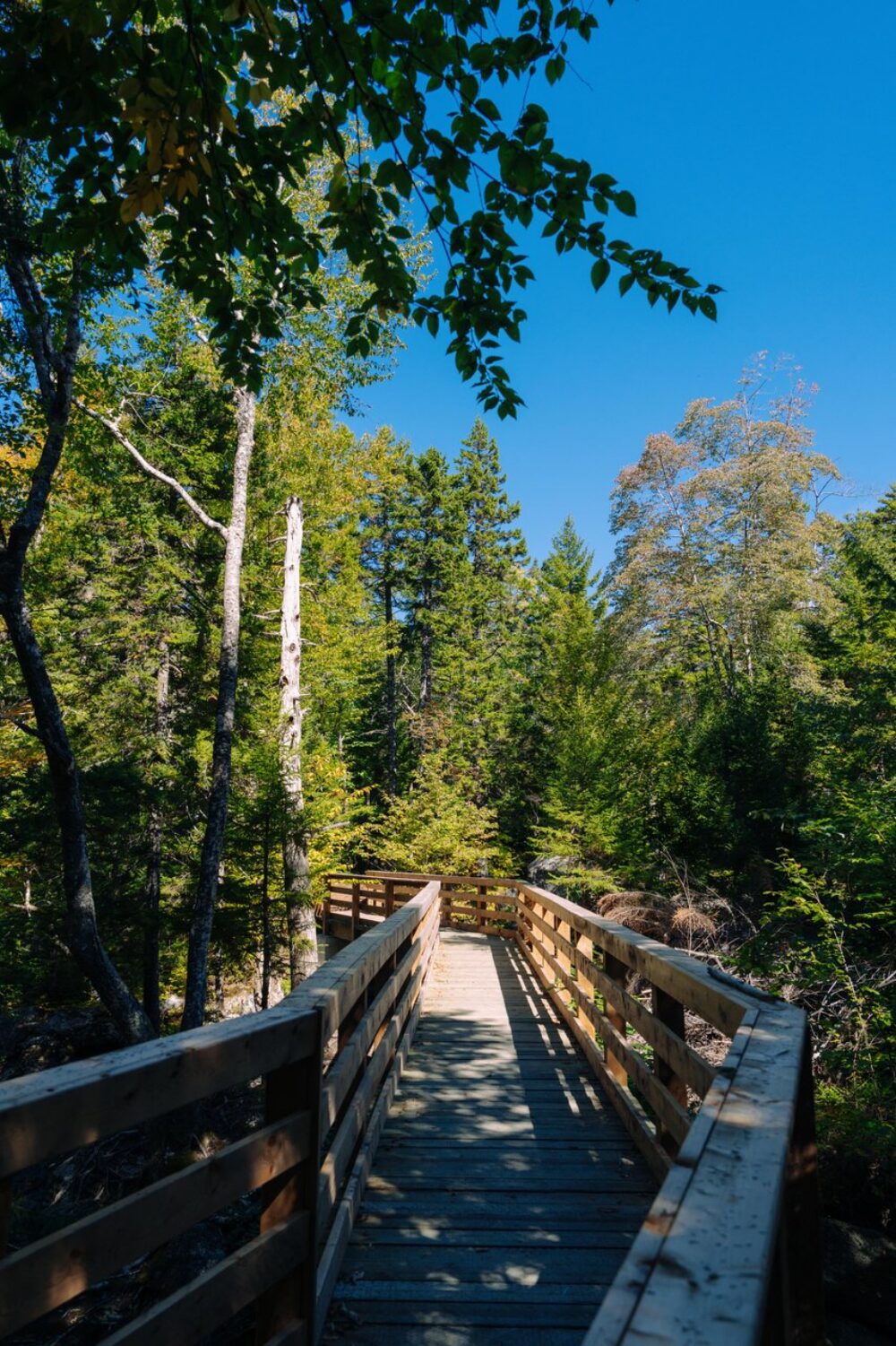 Nichols Lake Trail image